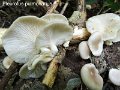 Pleurotus pulmonarius-amf1475-1